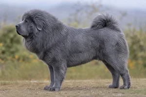 Tibetan Mastiff — Blue Gray coat