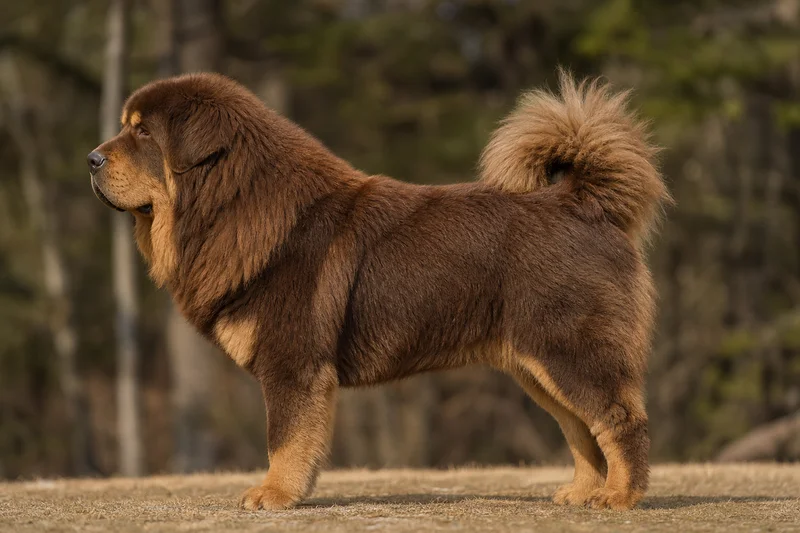 Tibetan Mastiff — Brown & Tan coat