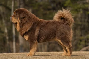 Tibetan Mastiff — Brown & Tan coat