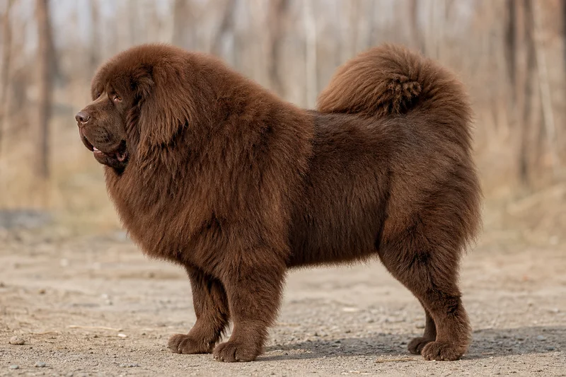 Tibetan Mastiff — Brown coat