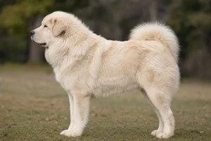 Tibetan Mastiff — Cream coat