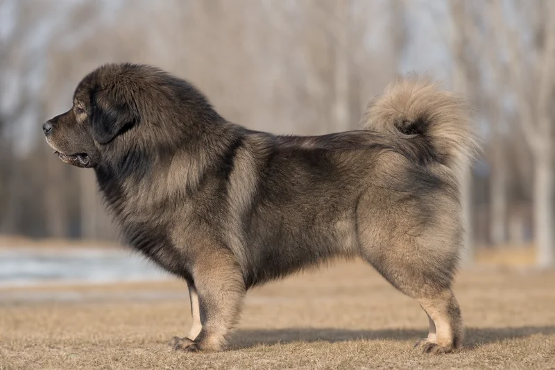 Tibetan Mastiff — Sable coat