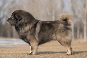 Tibetan Mastiff — Sable coat