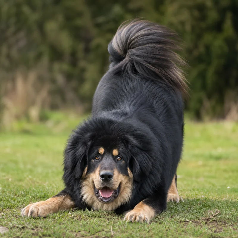 Tibetan Mastiff — playful