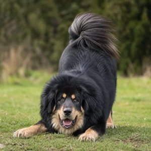 Tibetan Mastiff — playful