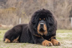 Tibetan Mastiff — lying down