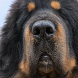 Tibetan Mastiff — nose