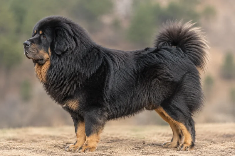 Tibetan Mastiff — side