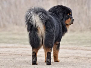 Tibetan Mastiff — rear