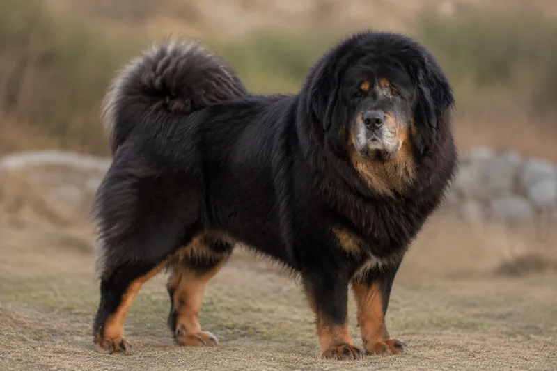 Tibetan Mastiff — senior