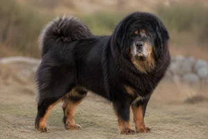 Tibetan Mastiff — senior