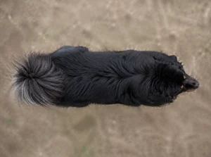 Tibetan Mastiff — top