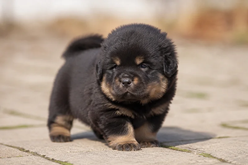 Tibetan Mastiff — young puppy (~1 mo)
