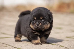 Tibetan Mastiff — young puppy (~1 mo)