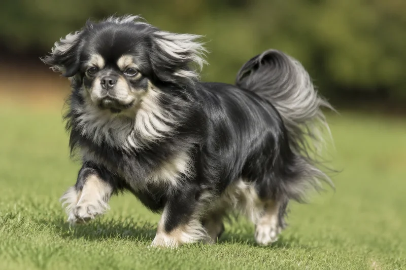 Tibetan Spaniel — running