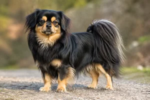 Tibetan Spaniel — adult