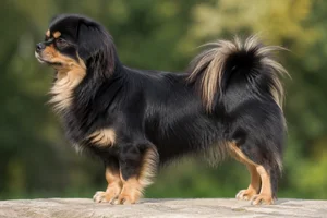 Tibetan Spaniel — Black and Tan coat