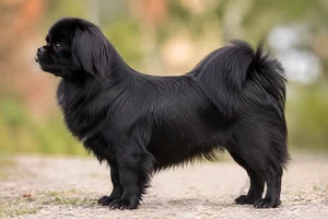 Tibetan Spaniel — Black coat