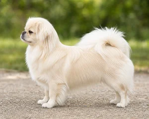Tibetan Spaniel — Cream coat