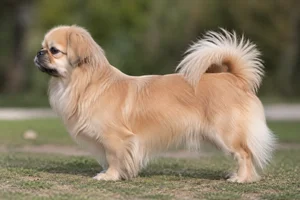 Tibetan Spaniel — Fawn coat