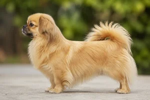 Tibetan Spaniel — Gold coat