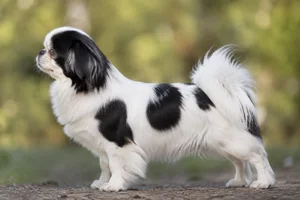 Tibetan Spaniel — Parti-Color coat