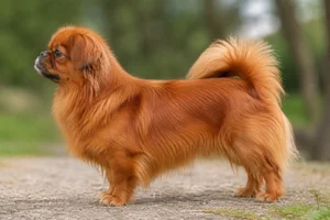 Tibetan Spaniel — Red coat