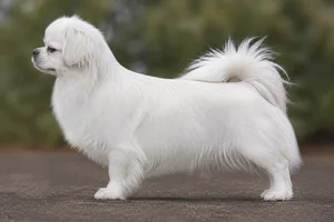 Tibetan Spaniel — White coat