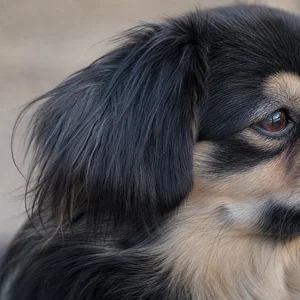 Tibetan Spaniel — ears
