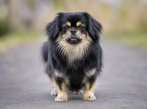 Tibetan Spaniel — front