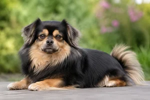 Tibetan Spaniel — lying down