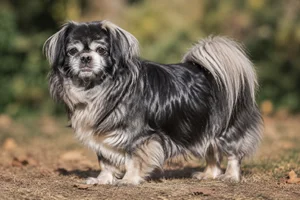 Tibetan Spaniel — senior