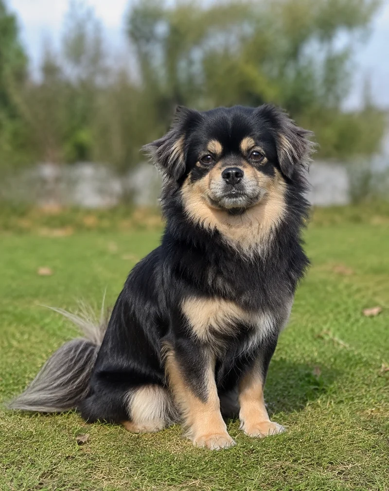 Tibetan Spaniel — sitting