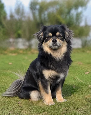Tibetan Spaniel — sitting
