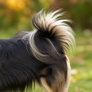 Tibetan Spaniel — tail