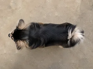 Tibetan Spaniel — top