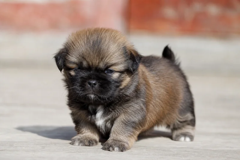 Tibetan Spaniel — young puppy (~1 mo)