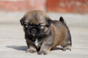 Tibetan Spaniel — young puppy (~1 mo)