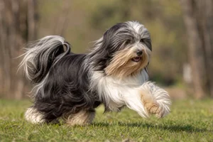 Tibetan Terrier — running