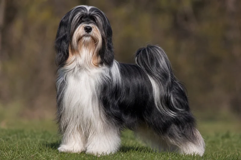 Tibetan Terrier — adult