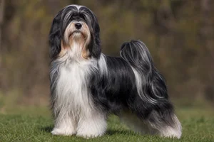 Tibetan Terrier — adult