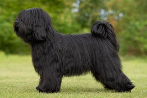 Tibetan Terrier — Black coat