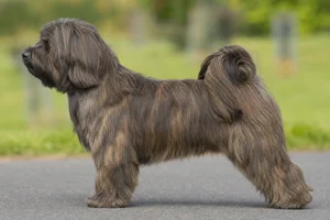 Tibetan Terrier — Brindle coat