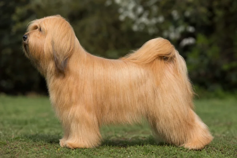 Tibetan Terrier — Gold coat