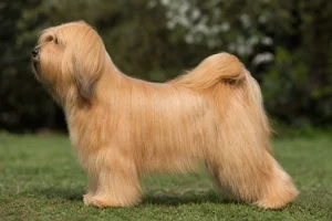 Tibetan Terrier — Gold coat