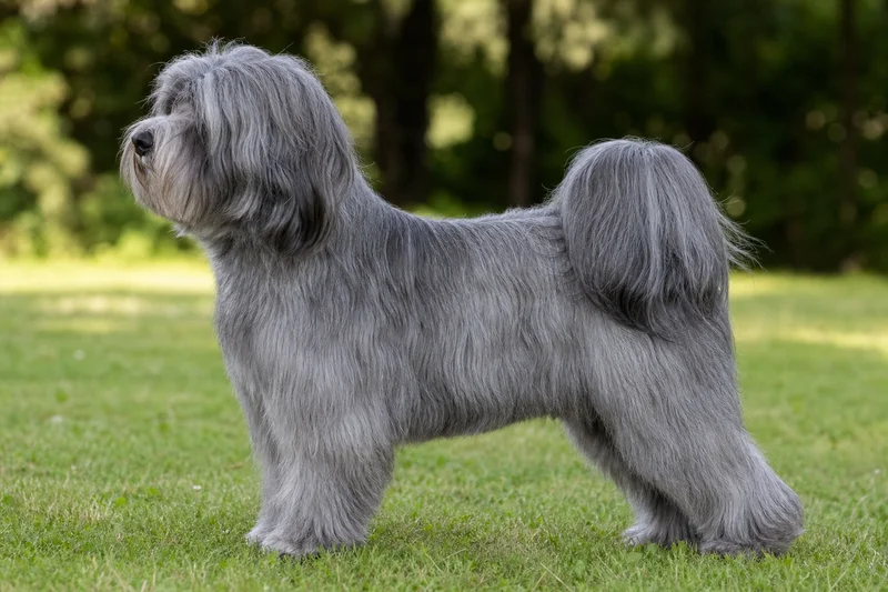 Tibetan Terrier — Gray coat