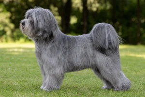 Tibetan Terrier — Gray coat