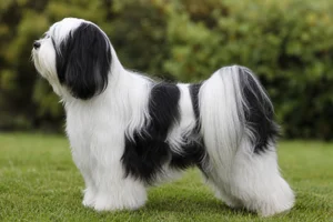 Tibetan Terrier — Parti-color coat