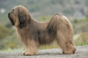 Tibetan Terrier — Sable coat