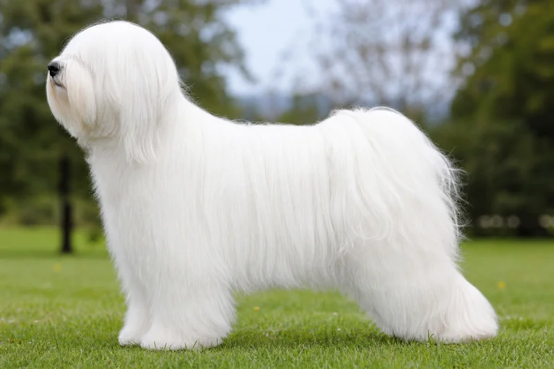 Tibetan Terrier — White coat